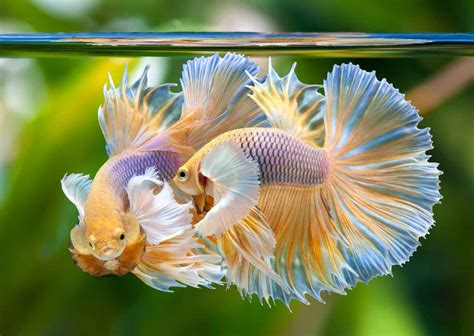 Most Expensive Betta Fish: 10 of the Greatest Bettas (2024) .